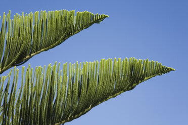 Neuseeland, Norfolk-Kiefer (Araucaria Heterophylla), Nahaufnahme - GWF01072