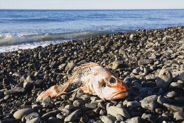 Neuseeland, Toter Fisch am Strand - GWF01063