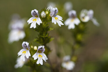 Deutschland, Bayern Drogen Augentrostblüten (Euphrasia rostkoviana) - FOF02015