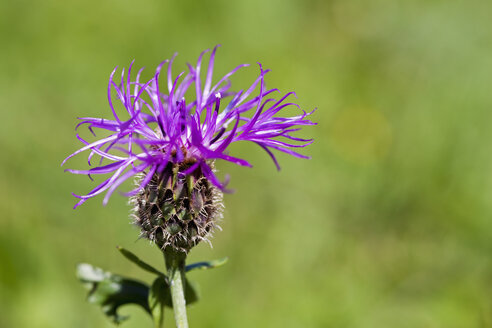 Deutschland, Bayern, Flockenblume (Centaurea jacea), Nahaufnahme - FOF02014