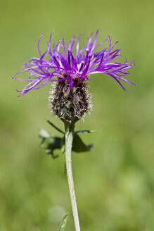 Germany, Bavaria, Knapweed flower (Centaurea jacea), close-up - FOF02013