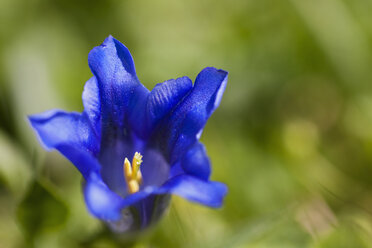 Deutschland, Bayern, Enzianblüte, Nahaufnahme - FOF02010