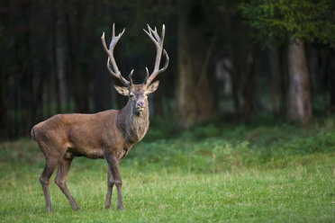 Deutschland, Bayern, Rotwild (Cervus elaphus) - FOF01999