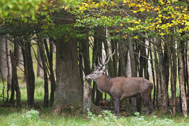 Germany, Bavaria, Red Deer (Cervus elaphus) - FOF01996