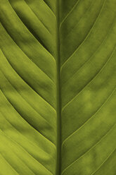 Detail of Flamingo flower leaf (Anthurium), full frame, close-up - MUF00838