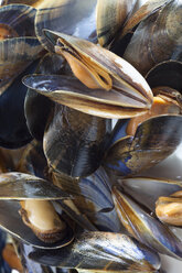 Blue mussels, full frame, close-up - MAEF02006