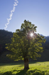 Austria, Tyrol, Grosser Ahornboden, Sycamore Maple (Acer pseudoplatanus) in field - FOF02027