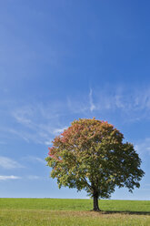 Germany, Bavaria, Maple tree in field - FOF02026