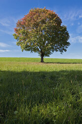 Deutschland, Bayern, Ahornbaum im Feld - FOF02025