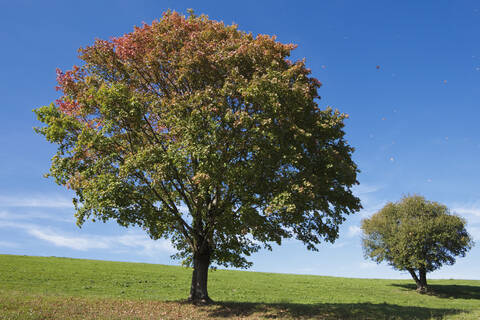 Germany, Bavaria, Maple trees in field stock photo