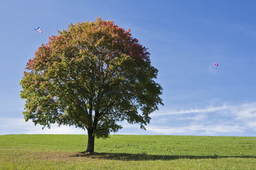 Germany, Bavaria, Maple tree in field, Paraglider in background - FOF02023