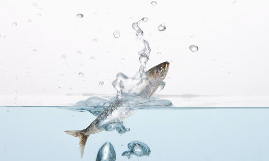 Sardine in Wasser, zusammengesetzt - THF01083