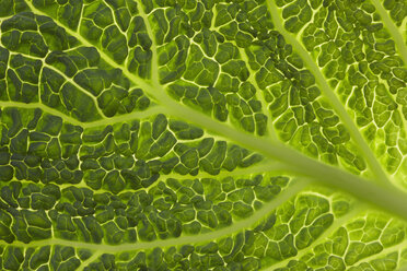 Savoy leaf, detail, full frame - THF01081