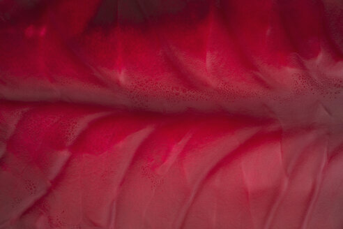 Red cabbage leaf, detail, full frame - THF01080