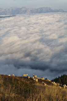 Österreich, Steiermark, Reiteralm, Schafherde im Feld - HHF03127