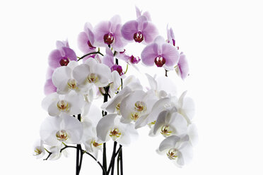 Orchideenblüten, Nahaufnahme - 12007CS-U