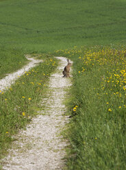 Kaninchen sitzt auf einem Feldweg. - WWF01152