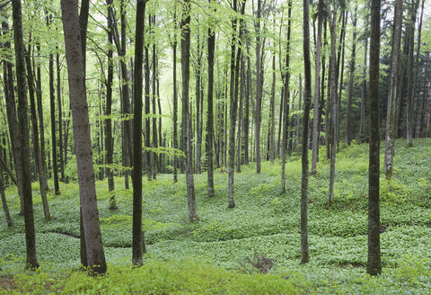 Blick auf den Wald. - WWF01148
