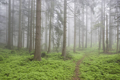 View of foggy forest. stock photo