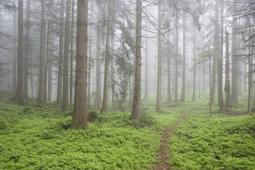 View of foggy forest. - WWF01147