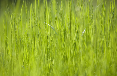 Blick auf ein grasbewachsenes Feld. - WWF01146