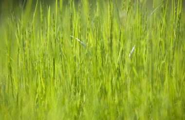 View of grassy field. - WWF01146
