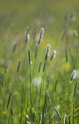 View of grassy field. - WWF01145