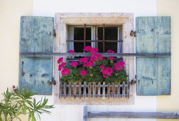 Österreich, Salzburger Land, Geranienblüten am Fenster, Nahaufnahme - WWF01143