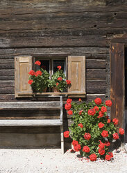 Österreich, Geranienblüten am Fenster einer Almhütte, Nahaufnahme - WWF01140