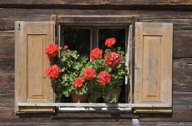 Österreich, Geranienblüten am Fenster einer Almhütte, Nahaufnahme - WWF01139