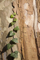 Ivy (Hedera helix ) growing on sycamore tree (Platanus), close-up - WDF00663