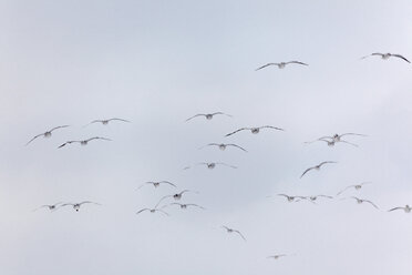 Eine Gruppe von Möwen fliegt. - TLF00406