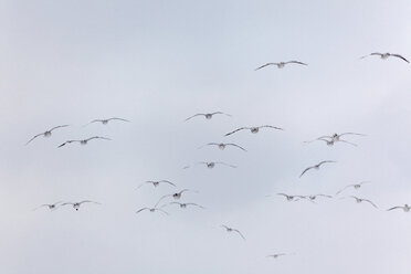 Group of seagulls flying. - TLF00406