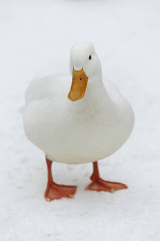 Germany, Hamburg, White duck in snow stock photo