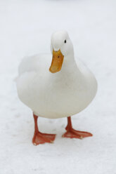 Germany, Hamburg, White duck in snow - TLF00401