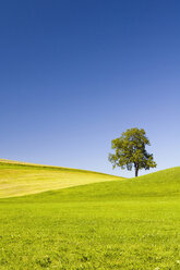 Deutschland, Bayern, Allgäu, Baum in Landschaft - SMF00550