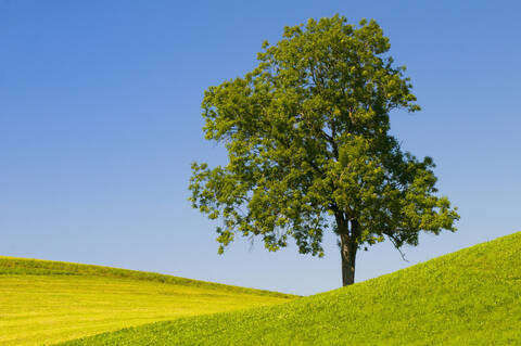 Deutschland, Bayern, Allgäu, Baum in Landschaft, lizenzfreies Stockfoto