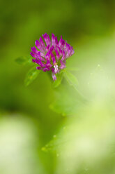 Deutschland, Rotklee (Trifolium pratense) - SMF00544