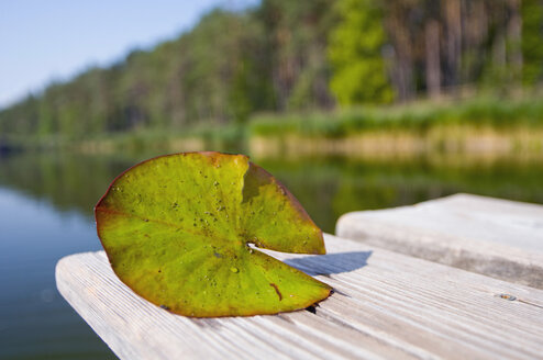 Italy, South Tyrol, Völser Weiher, Lily pad on wooden board, close-up - SMF00541