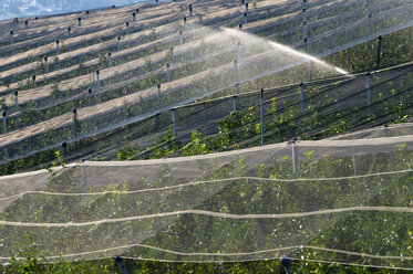 Italy, South Tyrol, Rows of apple trees being irrigated - SMF00527