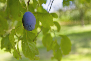 Deutschland, Pflaumen (Prunus domestica) am Baum, Nahaufnahme - SMF00517