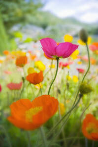 Germany, Iceland poppy (Papaver nudicaule), close-up - SMF00514