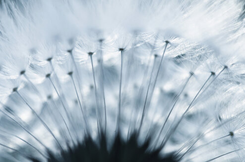 Deutschland, Löwenzahn, Pusteblume (Taraxacum), extreme Nahaufnahme - SMF00512