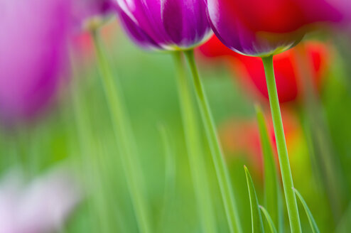 Germany, Tulips (Tulipa), close-up - SMF00510