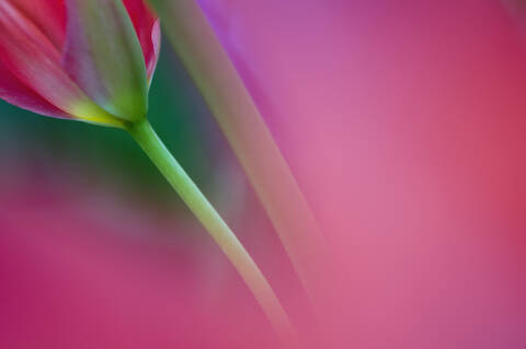 Deutschland, Tulpe (Tulipa) Nahaufnahme, lizenzfreies Stockfoto