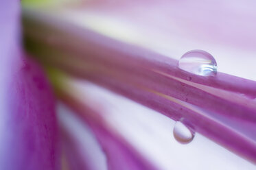 Germany, Water droplet on Lily (Lilium), close-up - SMF00505