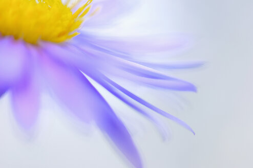 Germany, Aster, close-up - SMF00504