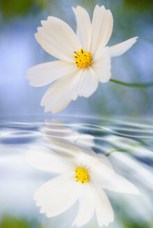 Deutschland, Cosmos-Blüten (Cosmos bipinnatus), die sich im Wasser spiegeln, Nahaufnahme - SMF00503