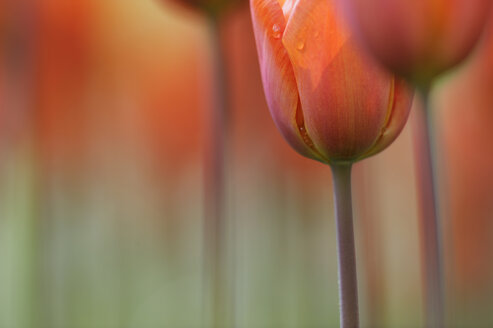 Netherlands, Keukenhof Park, Close up of red tulips - RUEF00341