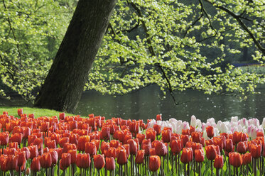 Netherlands, Keukenhof Park, Tulips abloom - RUEF00340